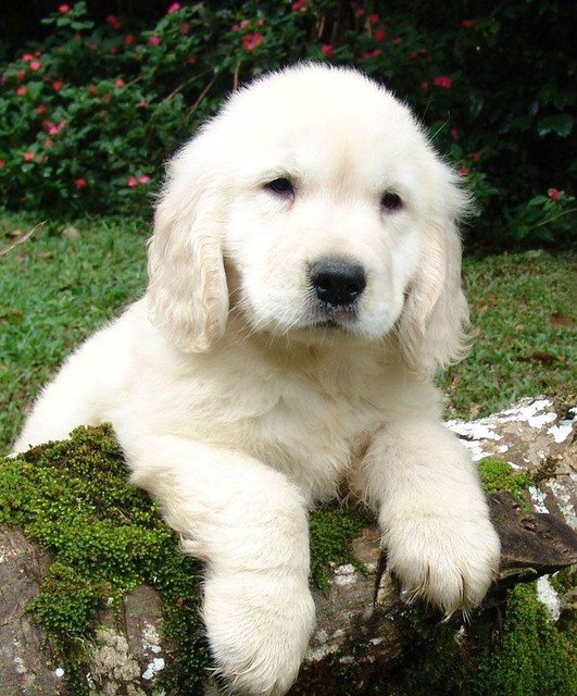 Photo of a white puppy lying on a mossy log